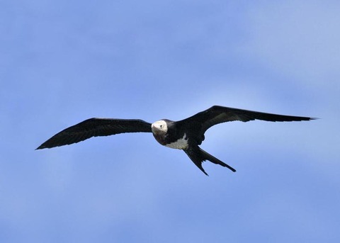 オオグンカンドリ0382