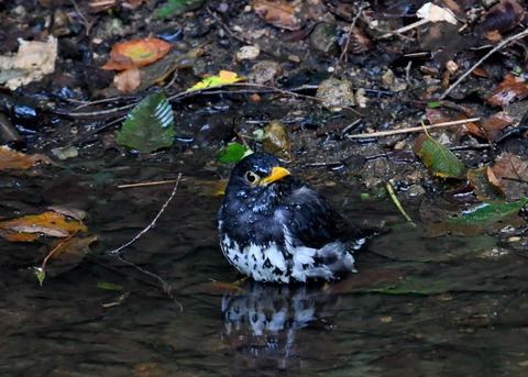 クロツグミ♂9330