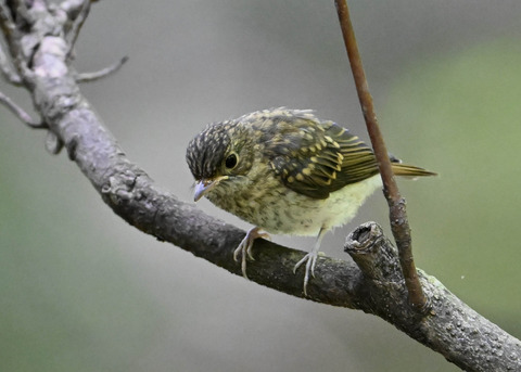 キビタキ幼鳥2637