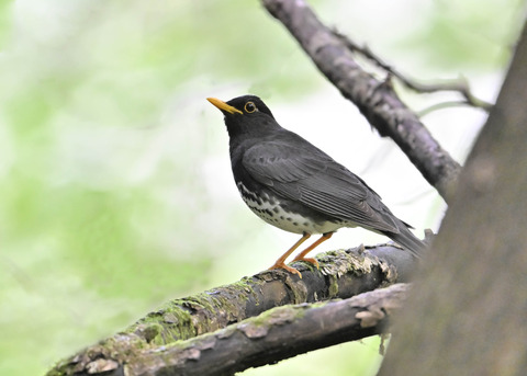 クロツグミ♂0039