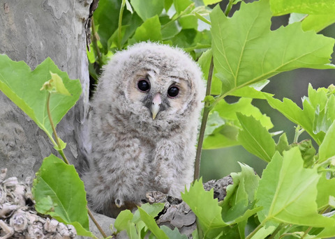 フクロウの雛6470