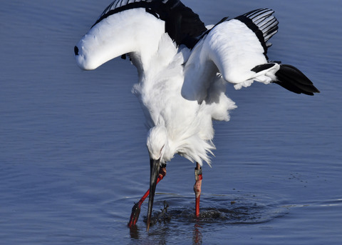 コウノトリ(J0127)6613