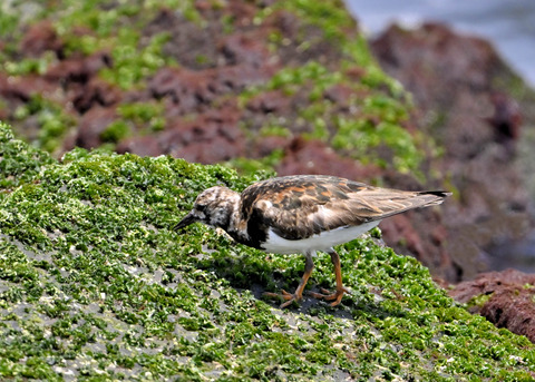 キョウジョシギ♀5532