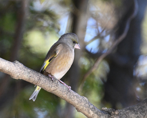 オオカワラヒワ7510