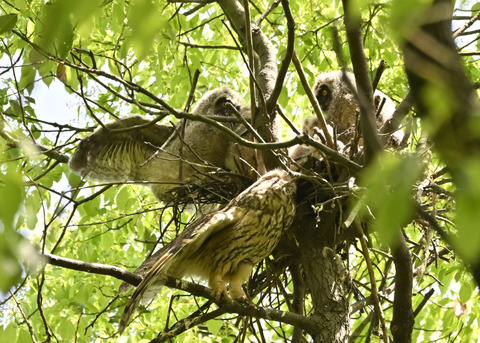 トラフズク♀2625