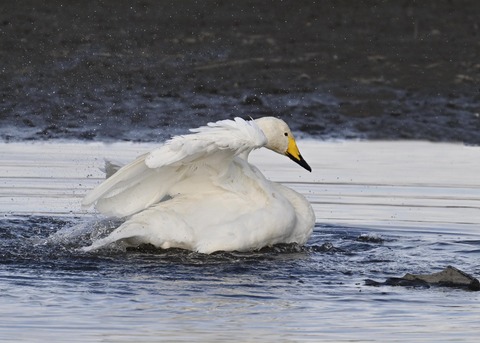オオハクチョウ4062