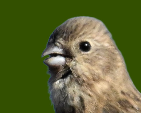ベニマシコ♀4001
