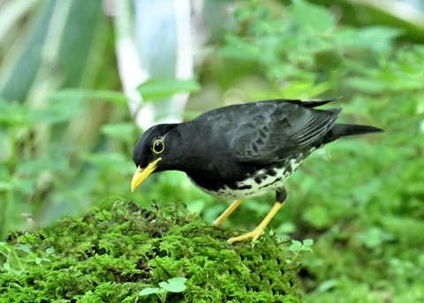 クロツグミ♂4166