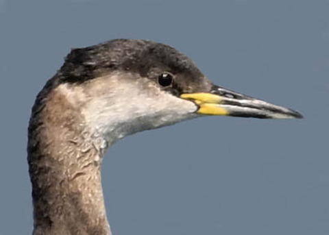 アカエリカイツブリ3003