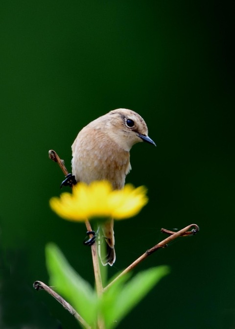 ノビタキ♀冬羽3998