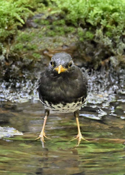 クロツグミ♂4404