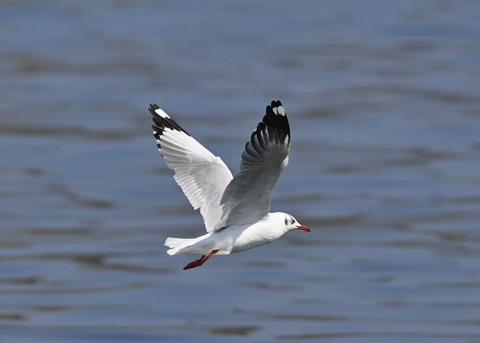 チャガシラカモメ3414