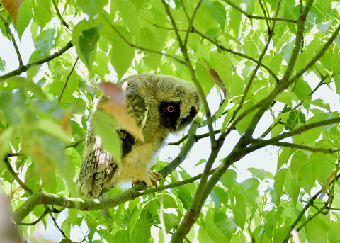 トラフズクのヒナ③9386