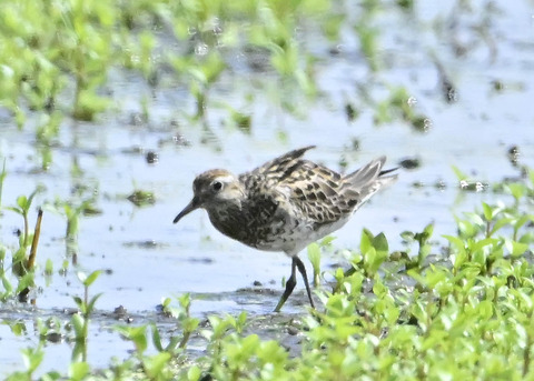ウズラシギ夏羽後期0493