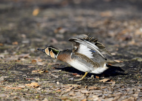 トモエガモ♂2172