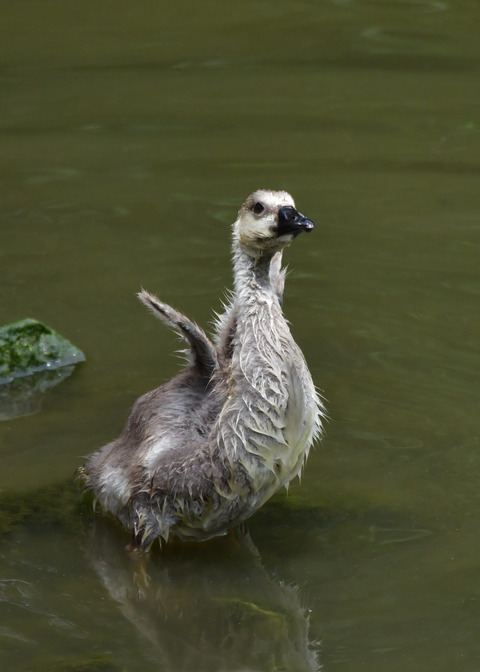 サカツラガン①4325