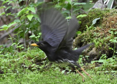 クロツグミ♂2728