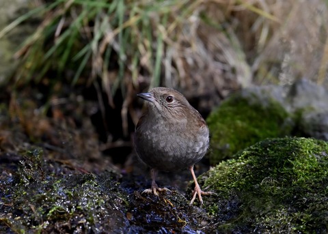 カヤクグリ5872