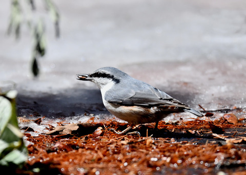 ゴ゛ュウカラ4142-01