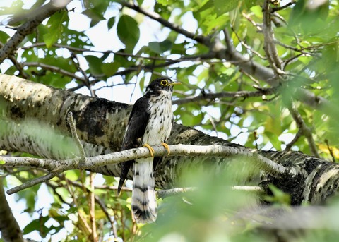 ジュウイチ幼鳥2932