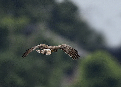 マダラチュウ若♀4580