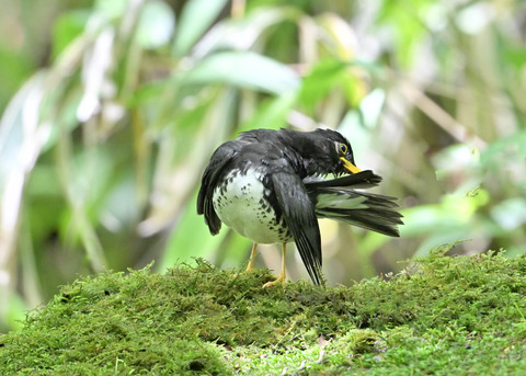 クロツグミ♂0207