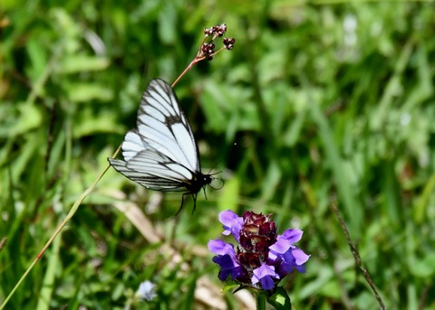 ミヤマシロチョウ♂2830