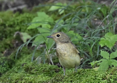 キビタキ♀0561