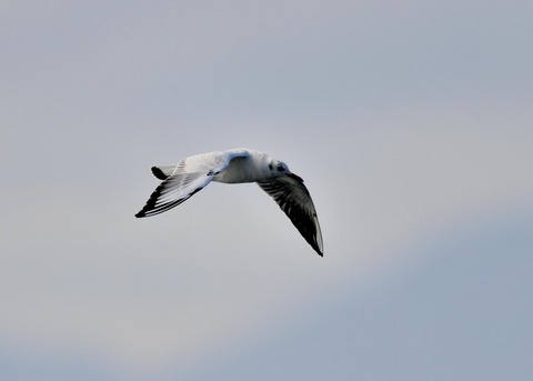 ユリカモメ1W4471