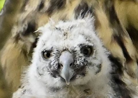 トラフズクのヒナ7736