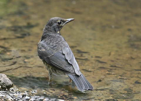 クロツグミ♂幼鳥0427