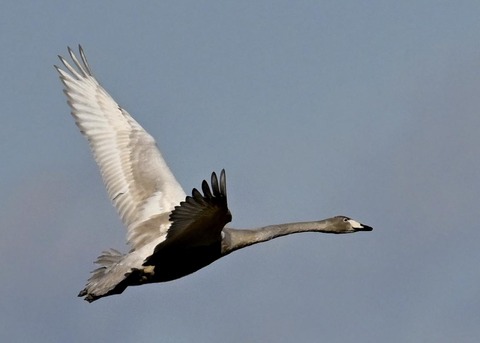 オオハクチョウ幼鳥3716
