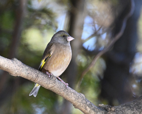 オオカワラヒワ7500