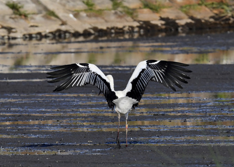 コウノトリ(J0189)6404