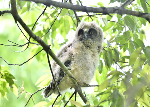 トラフズクのヒナ2080