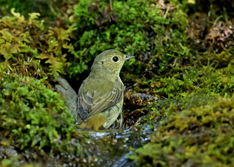 キビタキ♀1608