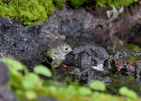 キクイタダキ幼鳥2856