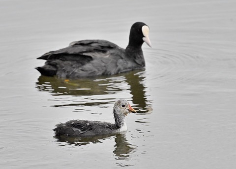 オオバン親子6011