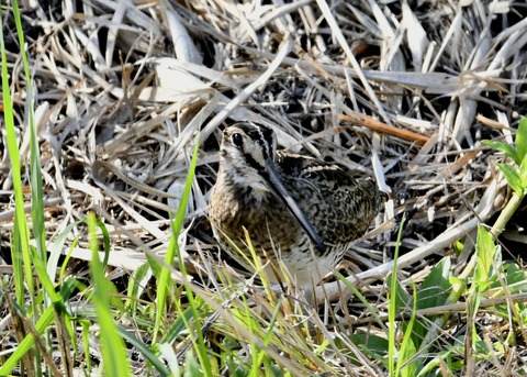 チュウジシギ3232-01