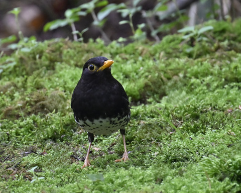 クロツグミ♂5718