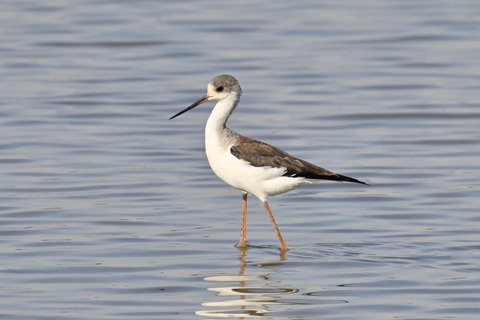 セイタカシギ幼鳥2836