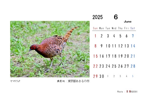 2025-06