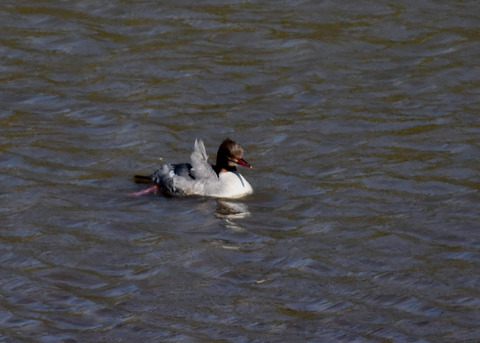 カワアイサ♀2435