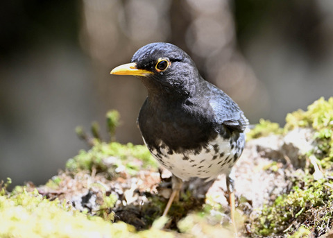 クロツグミ♂5498