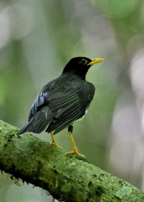 クロツグミ♂5706