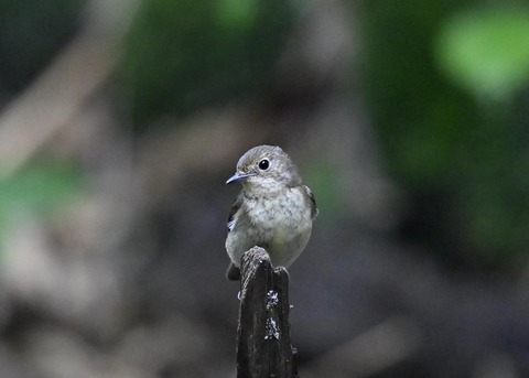 キビタキ♀9654