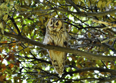 トラフズク♂8596