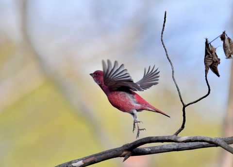 オオマシコ♂5389