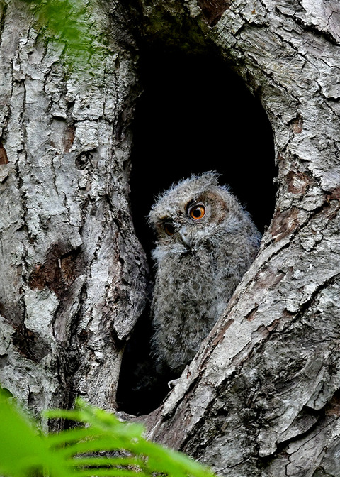 オオコノハズクのヒナ0325