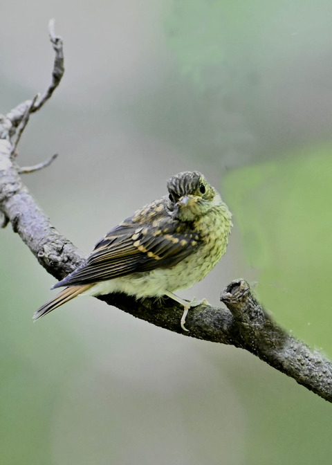 キビタキ幼鳥2618